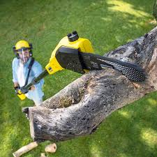 Reliable Towanda, PA Tree Removal Solutions