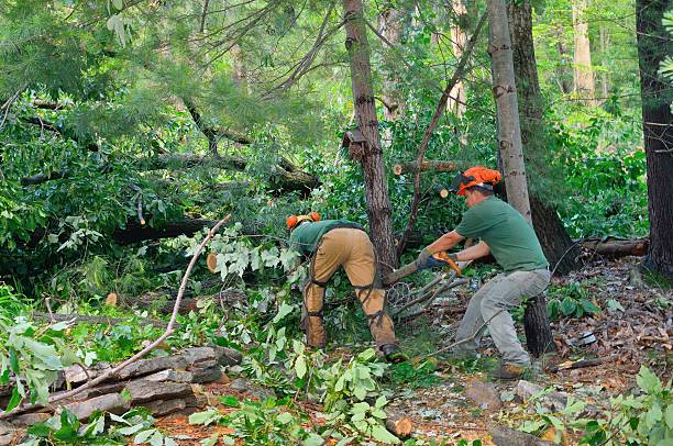 How Our Tree Care Process Works  in  Towanda, PA